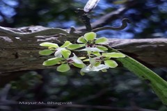 Smithsonia viridiflora